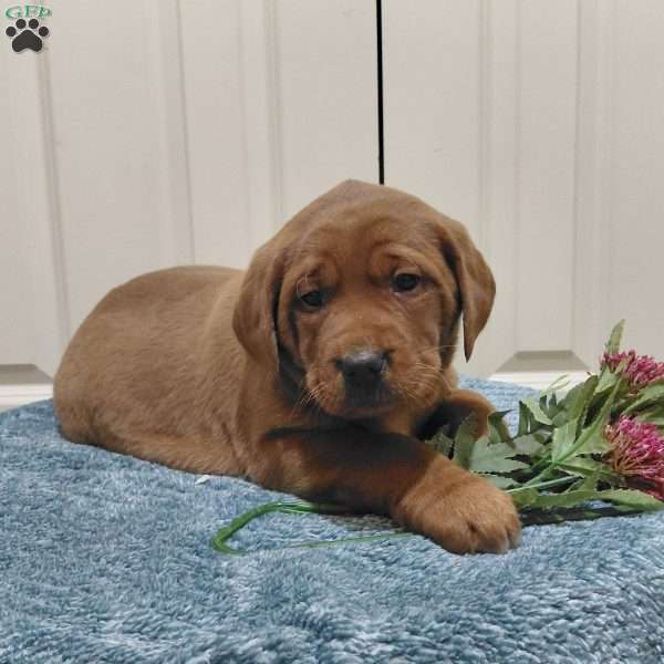 Hazel, Fox Red Labrador Retriever Puppy